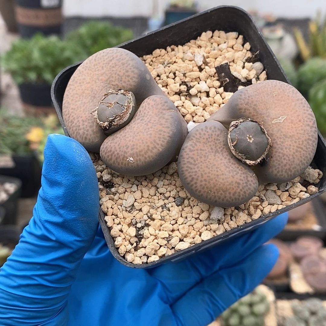 911 红微纹老母本 带盆土