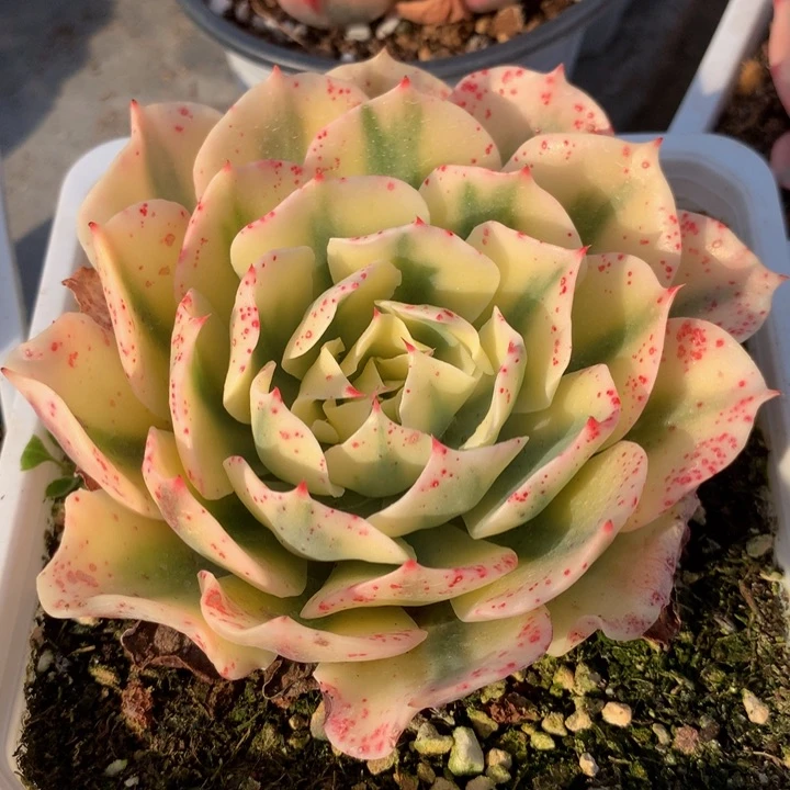 海啸锦锦上园艺一物一拍