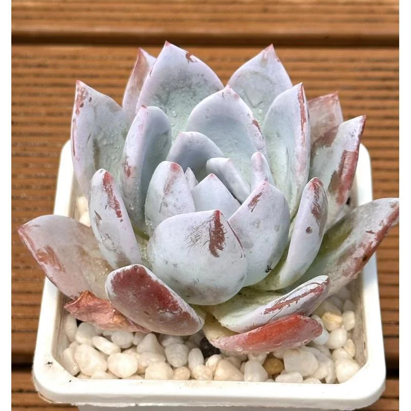 七方杯原始雪天使  前男友精品多肉