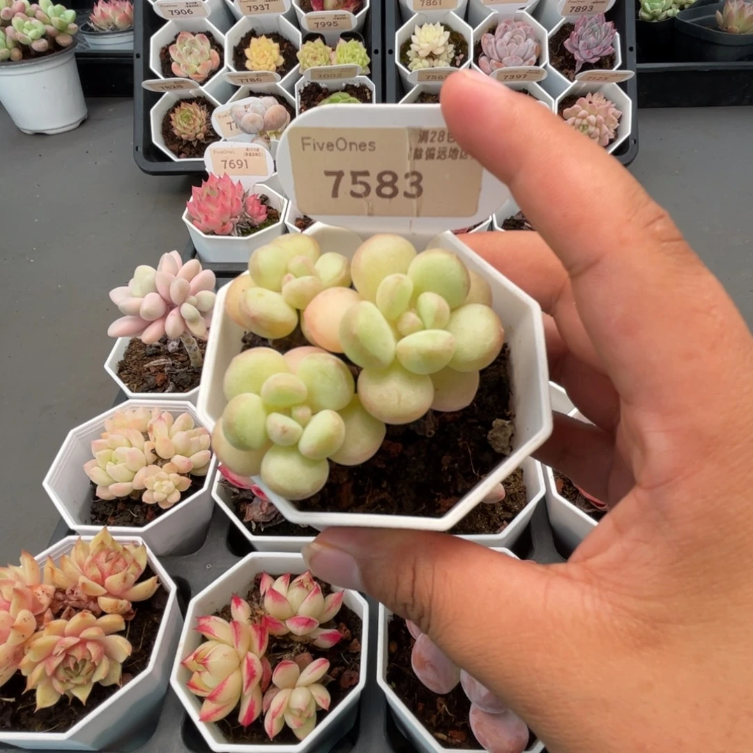 7583泡泡糖5.0厘米