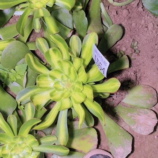 554暴君多肉植物