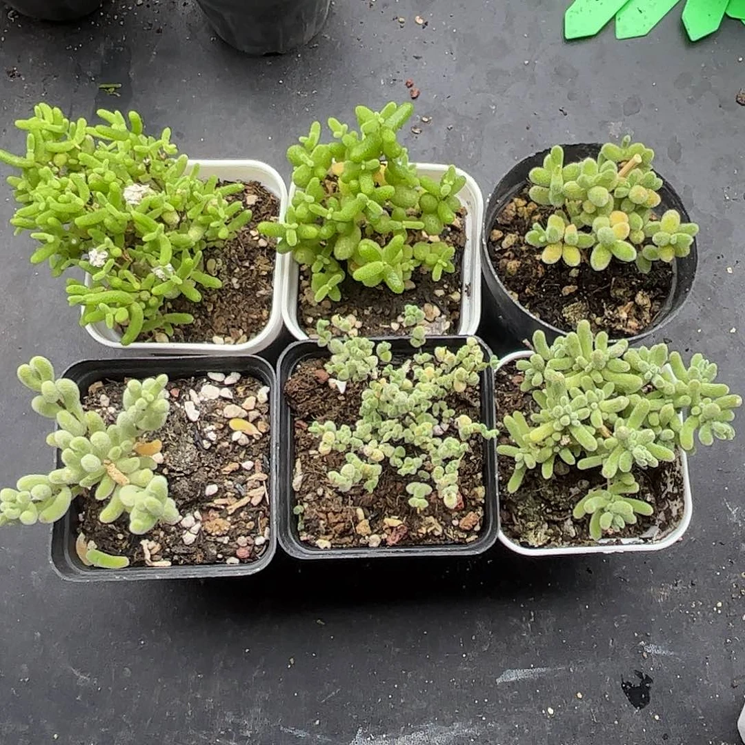 38新手套餐6颗组合优选枝干