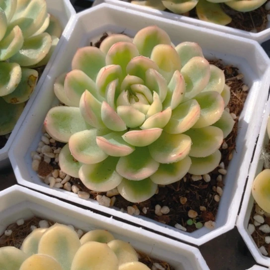 草莓冰锦。