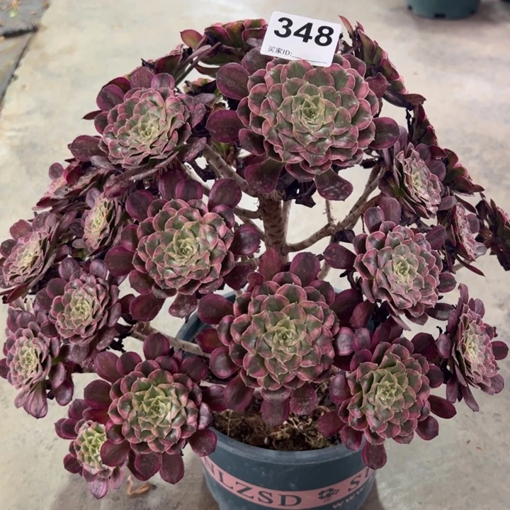 348天合朵朵35厘米左右