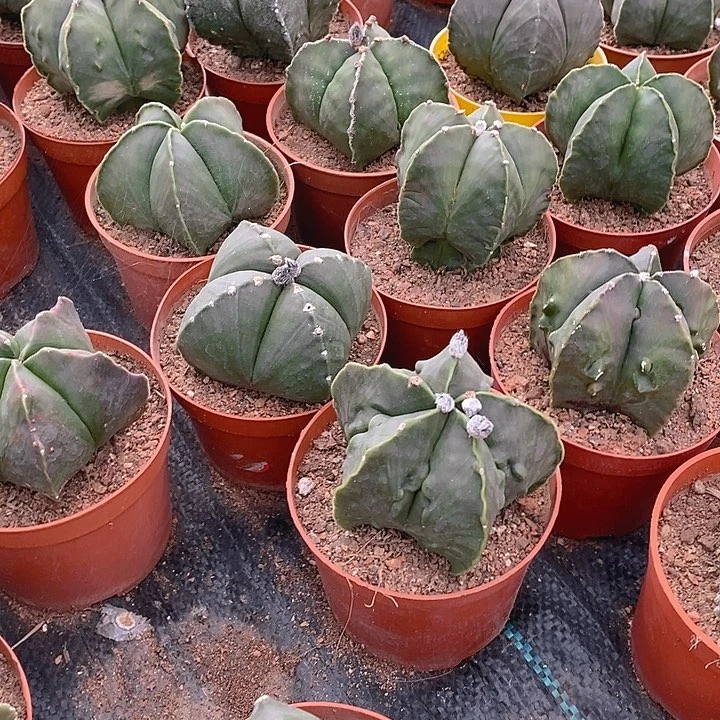 仙人球鸾凤玉一个