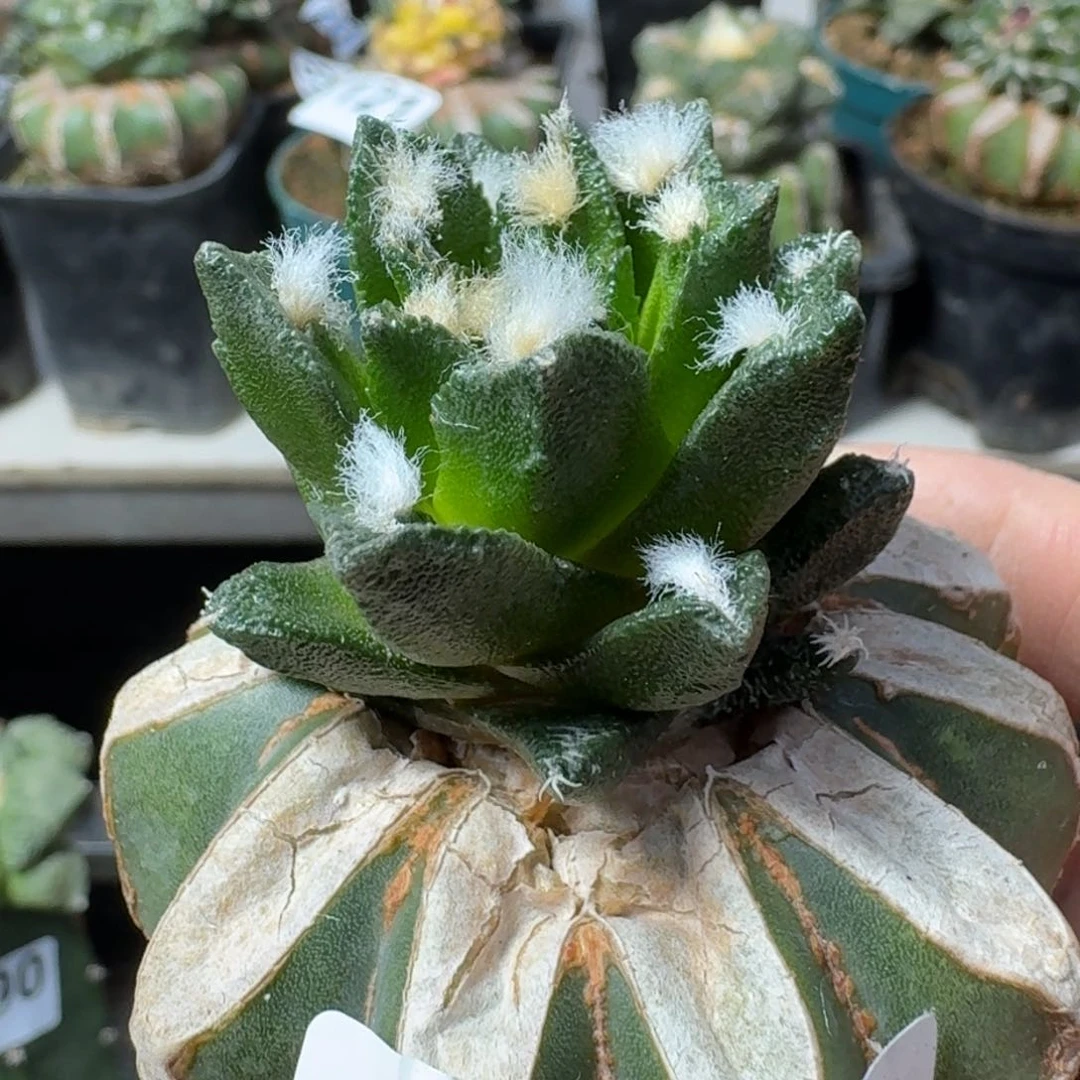 【闪购商品】无花朵纯种博士牡丹小苗031