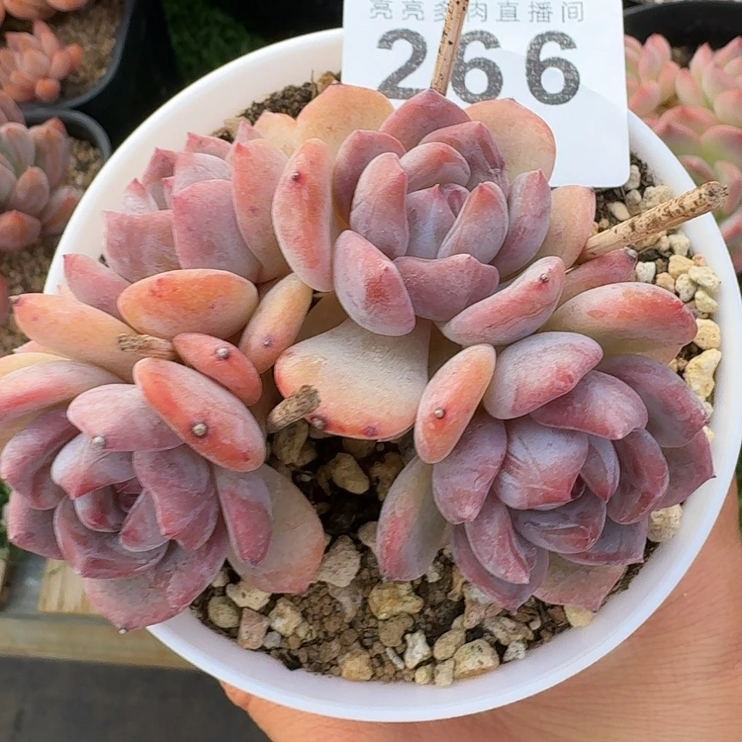 粉星影树桩            精美多肉植物