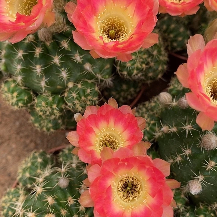 粉黄丽花仙人球246778