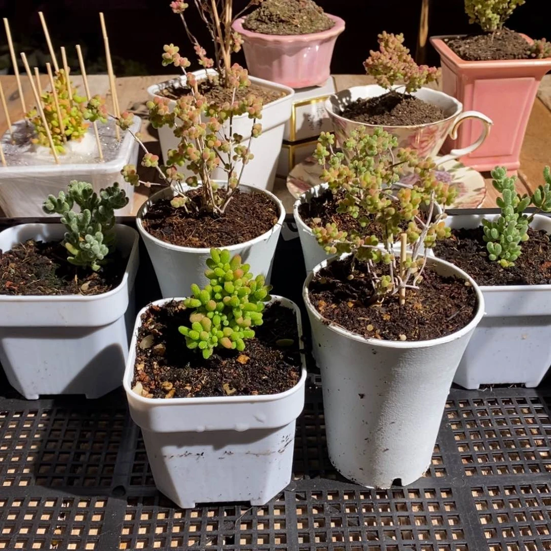 王**果枝干番杏多肉植物寄养发货