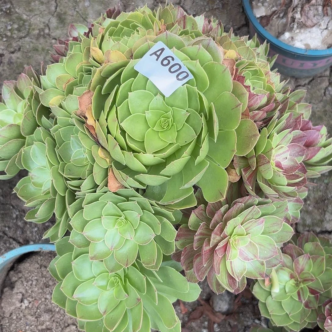 花月夜8-20偏远不包邮