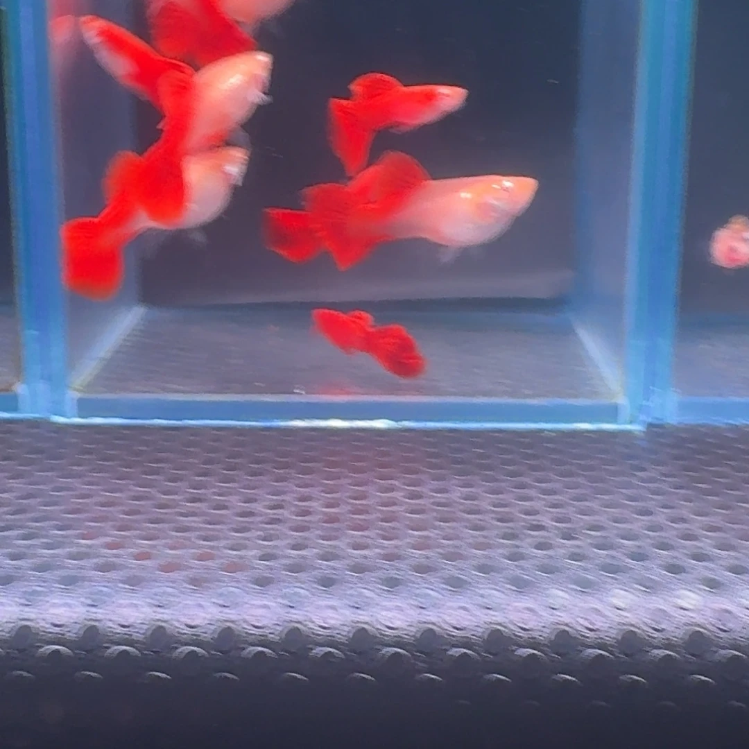 孔雀鱼清缸血红3对