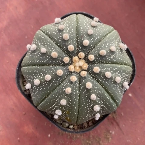 实生大星兜6仙人球