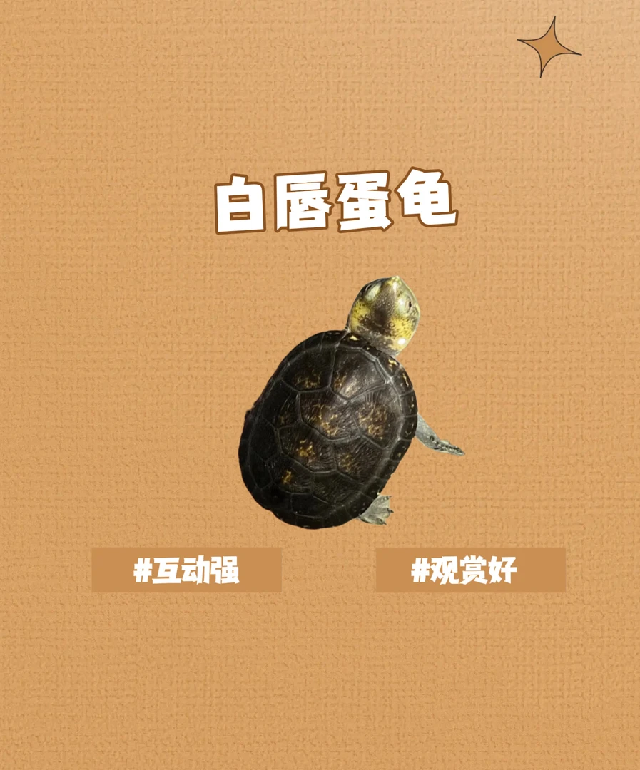 白唇苗  白唇龟  红大米甄选