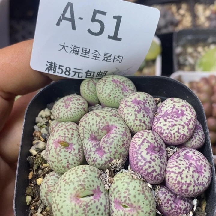 麻料红嘴12356565555888