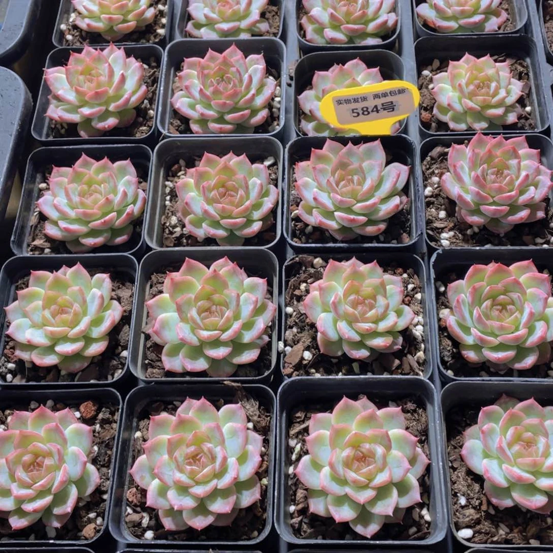 584号糖心钻石玫瑰仙子单头一个