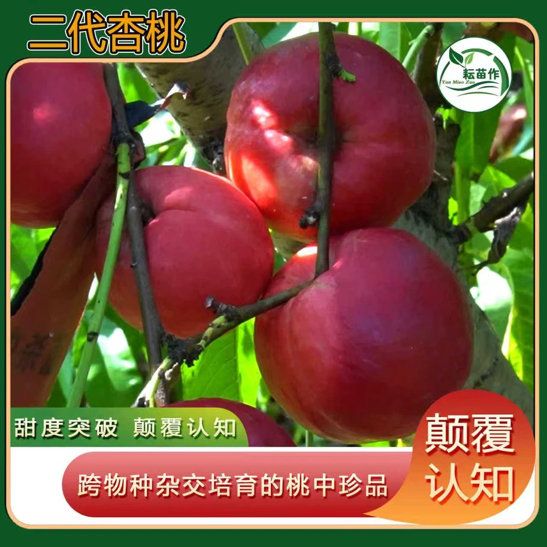 二代杏桃苗/大果高甜耐储丰产/四大核心优势桃类种植的革新之选