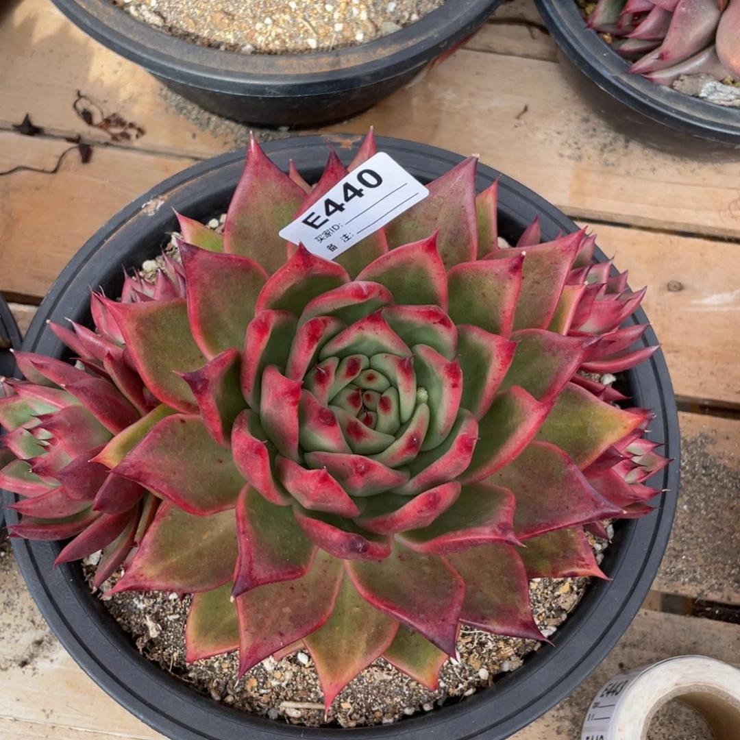 无花朵若如东云单拍E440