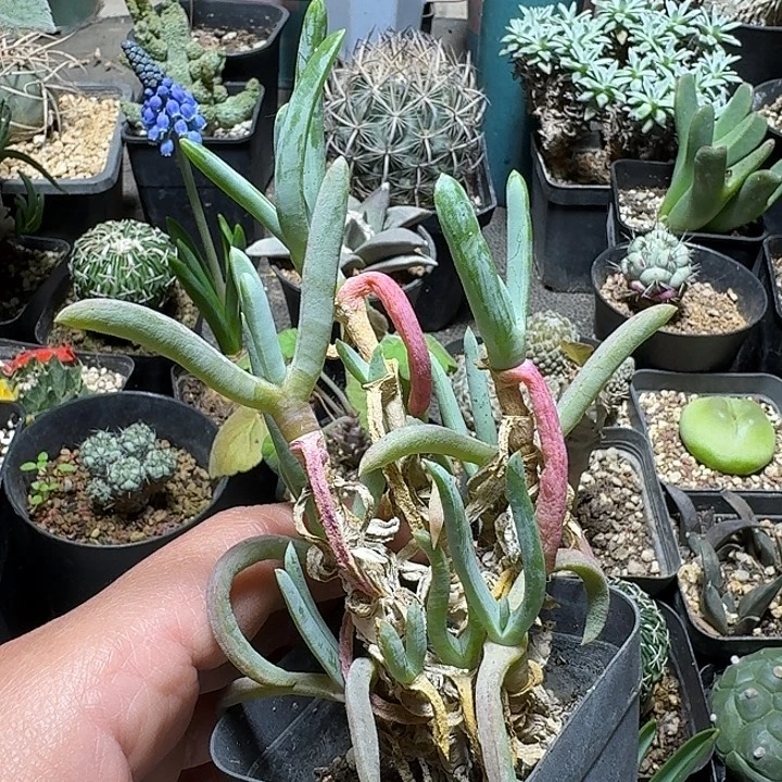 866宝华玉带盆发货