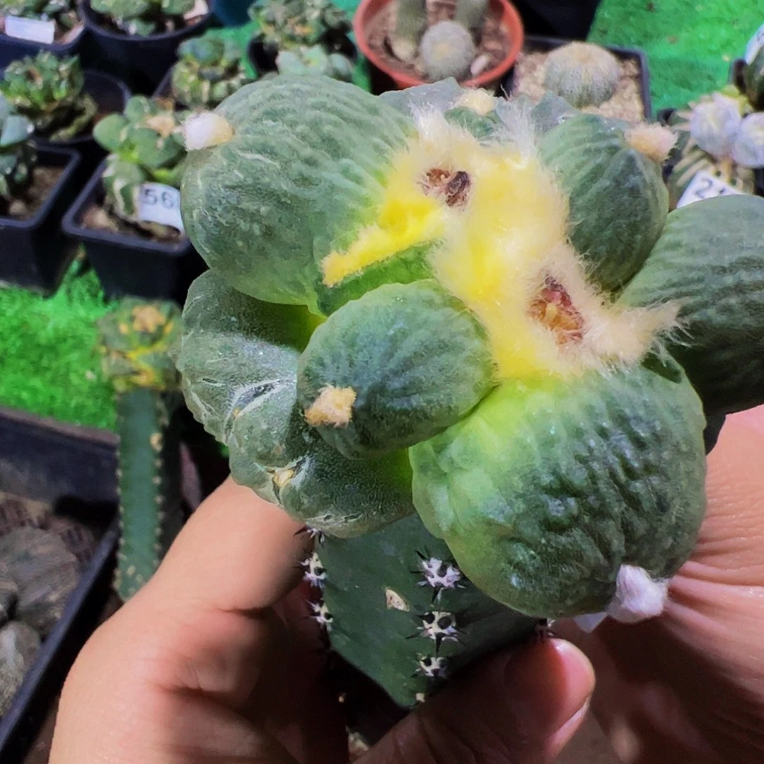 无花朵福利蛋尤牡丹110
