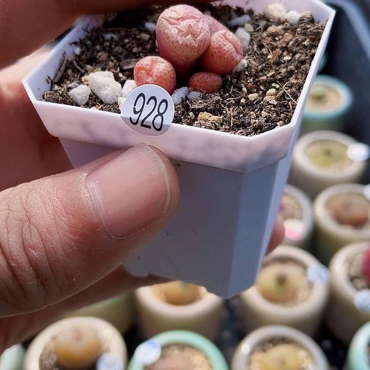 N****'一物一拍………杂嘴928