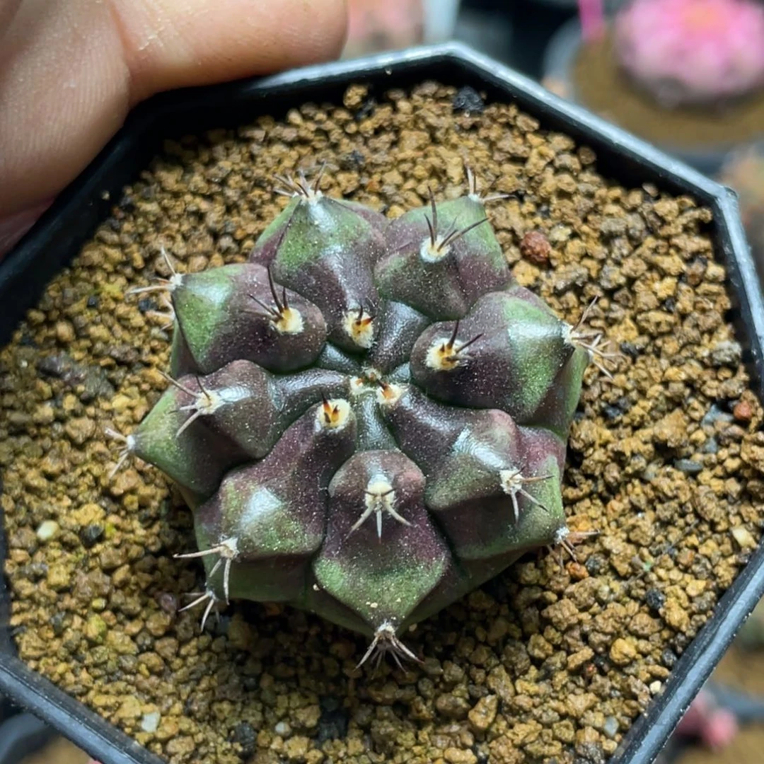 当前无花朵，栽培后可花朵罗盘