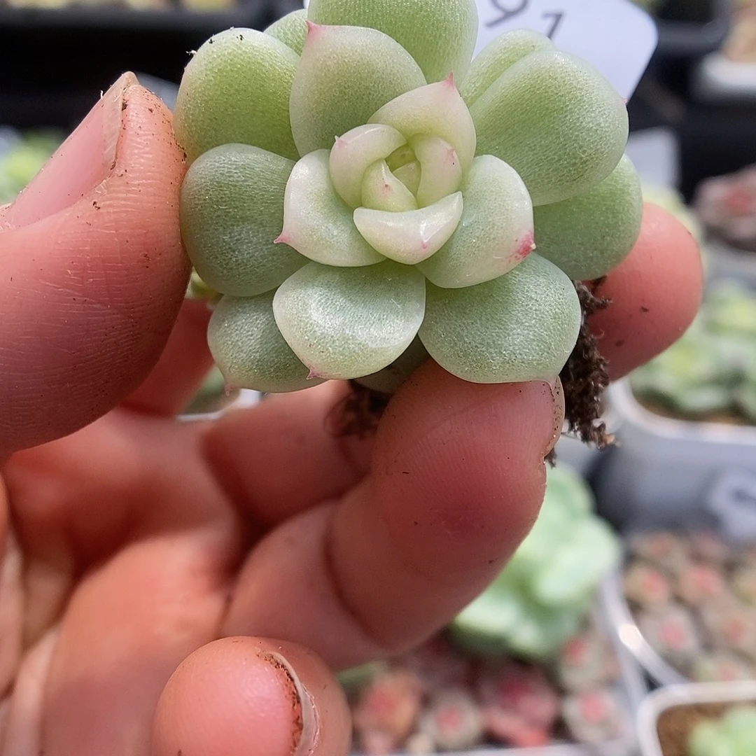 一物一拍一物一拍925-991