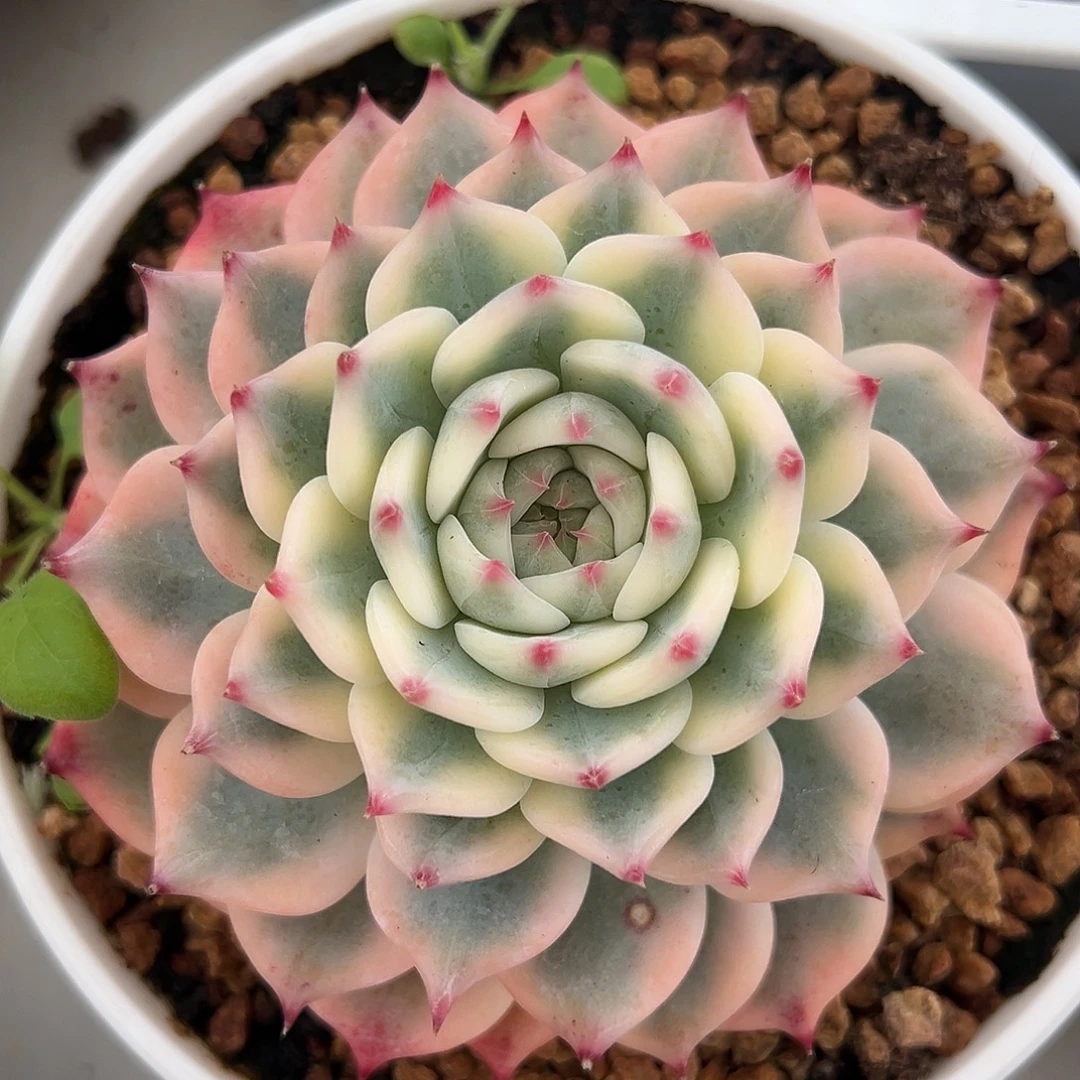 吉娃娃锦多肉植物