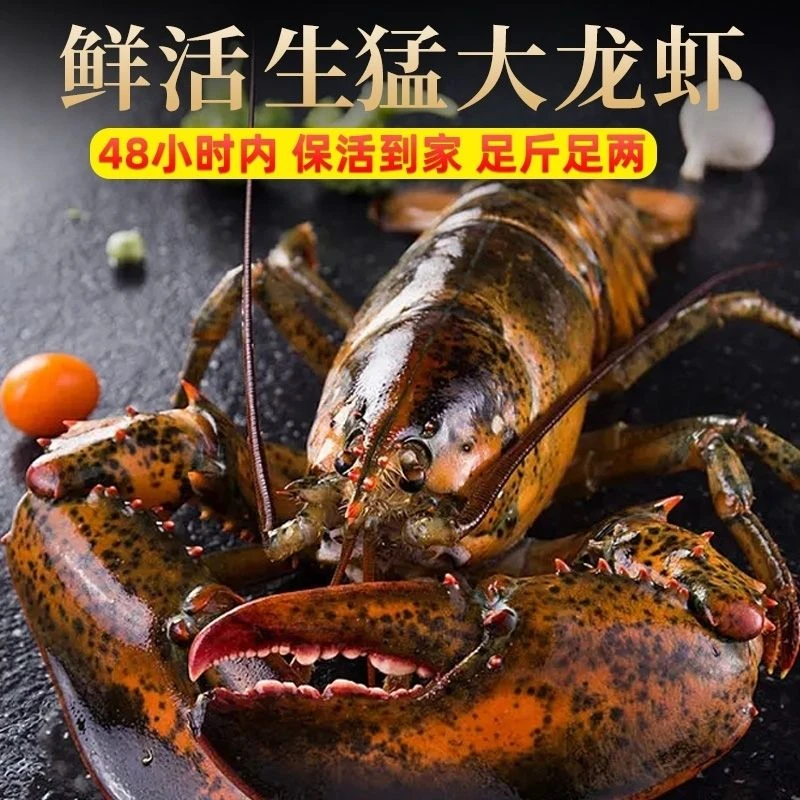 【鲜活】波士顿龙虾鲜活大龙虾特大波龙加拿大龙虾海鲜波士顿龙虾