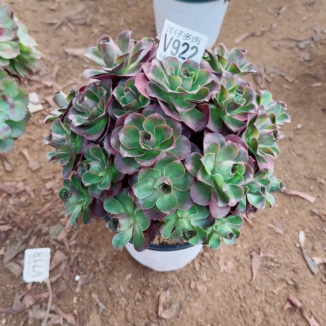 魅金玫瑰发922冠幅20