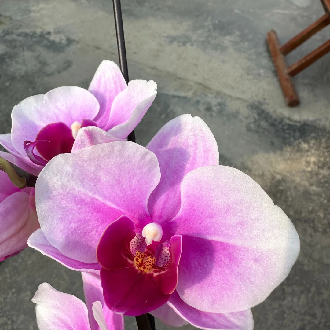 【宝贝2.8寸】蝴蝶兰鲜花盆栽