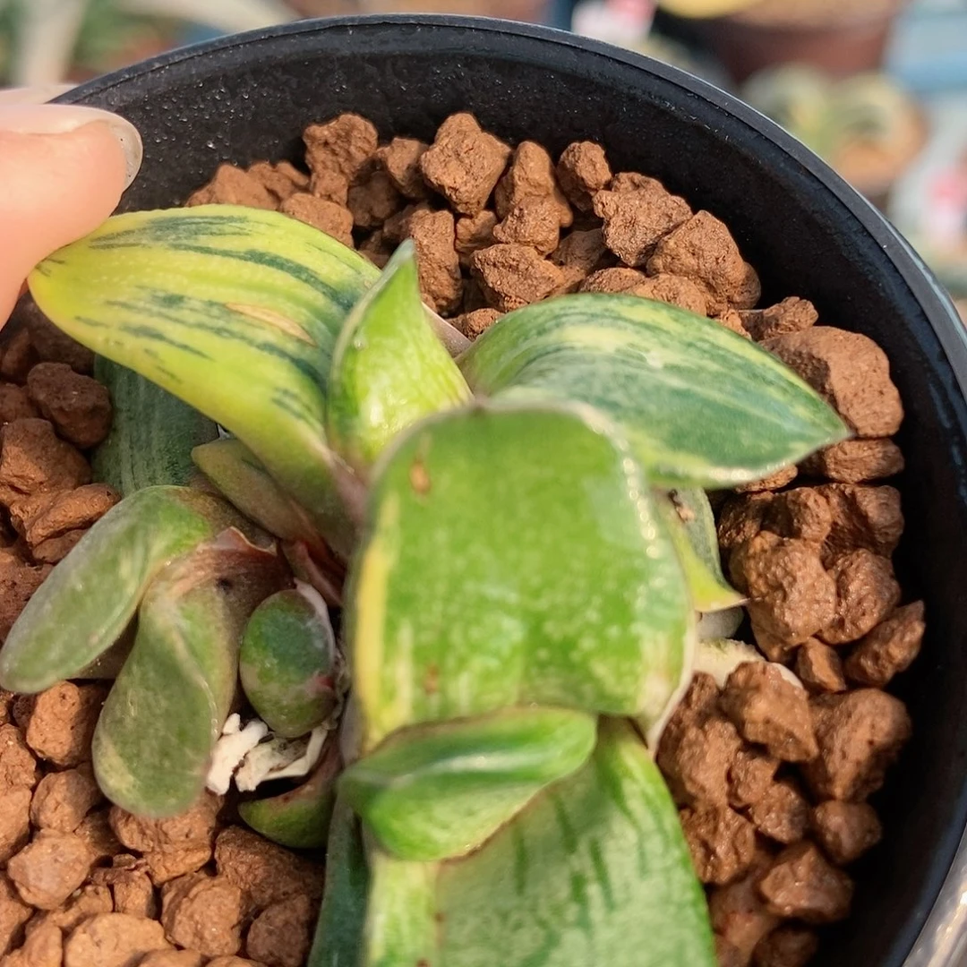 996卧牛实生转带盆发货