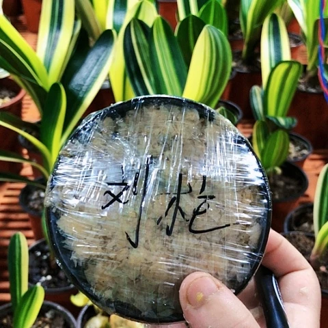 【闪购商品】刘*直播间