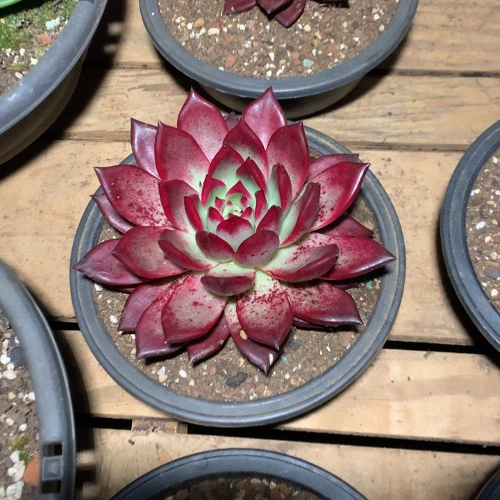 美肉特价活动开始啦