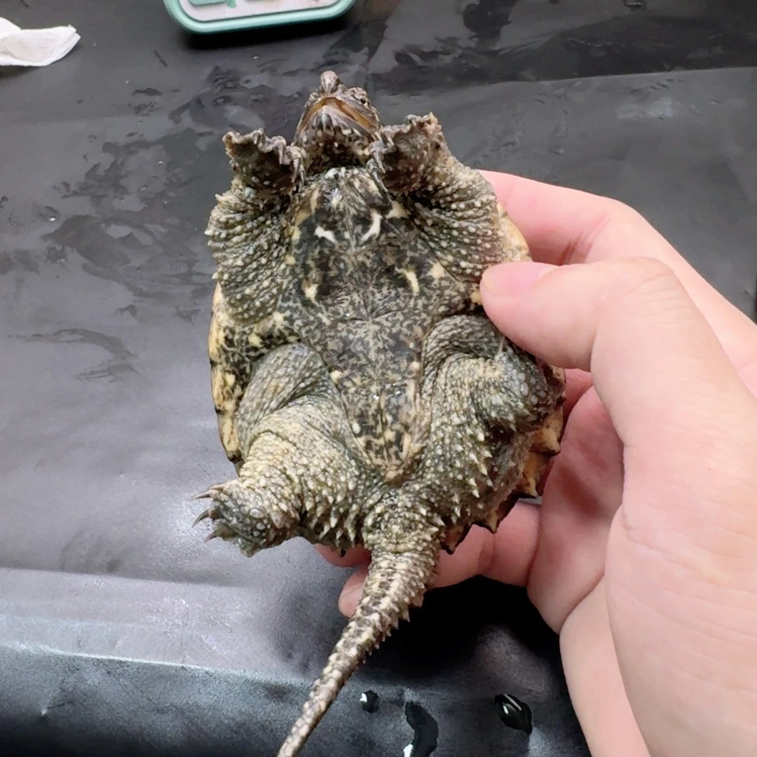 小鳄龟不分公母11