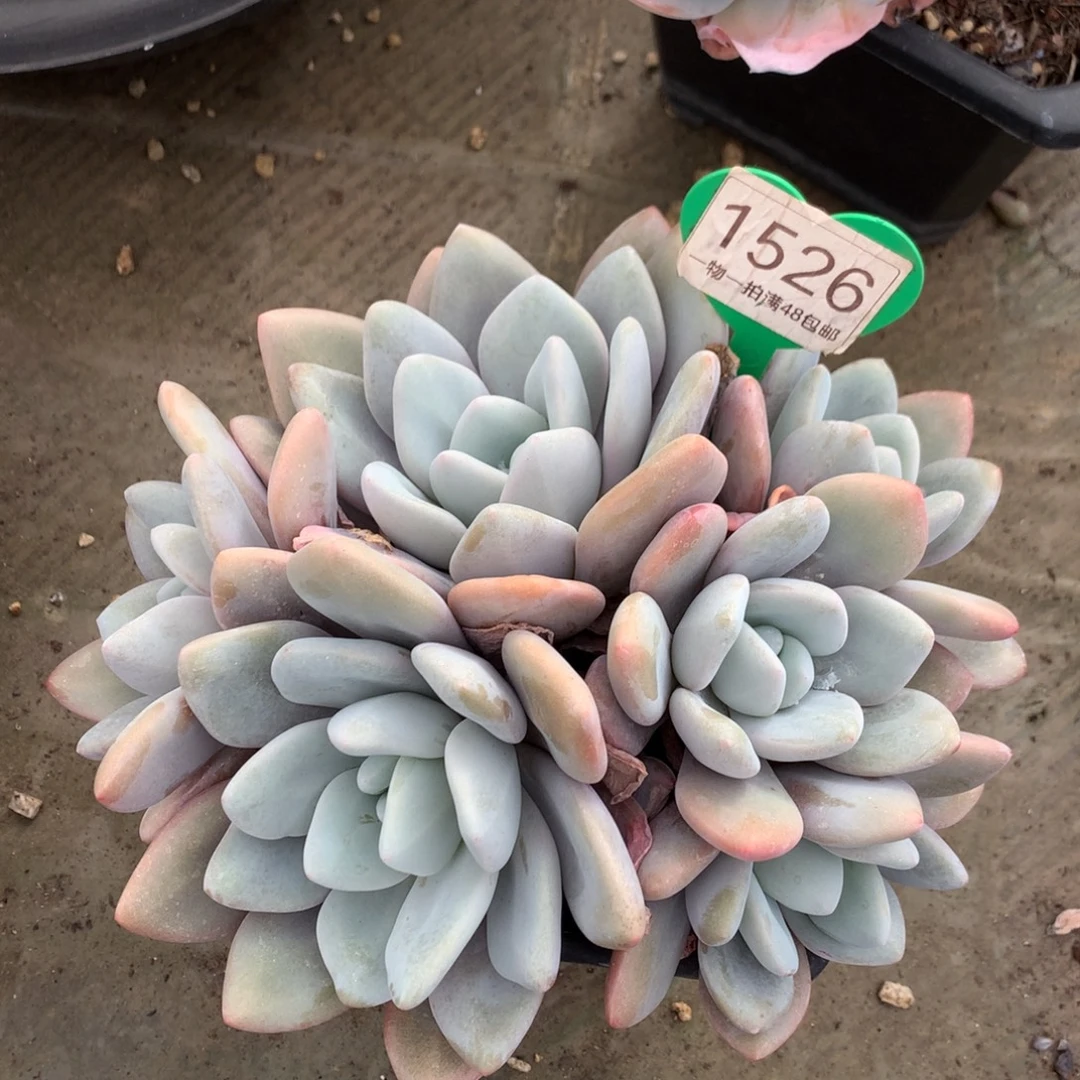 粉兔群生无砍平头1526