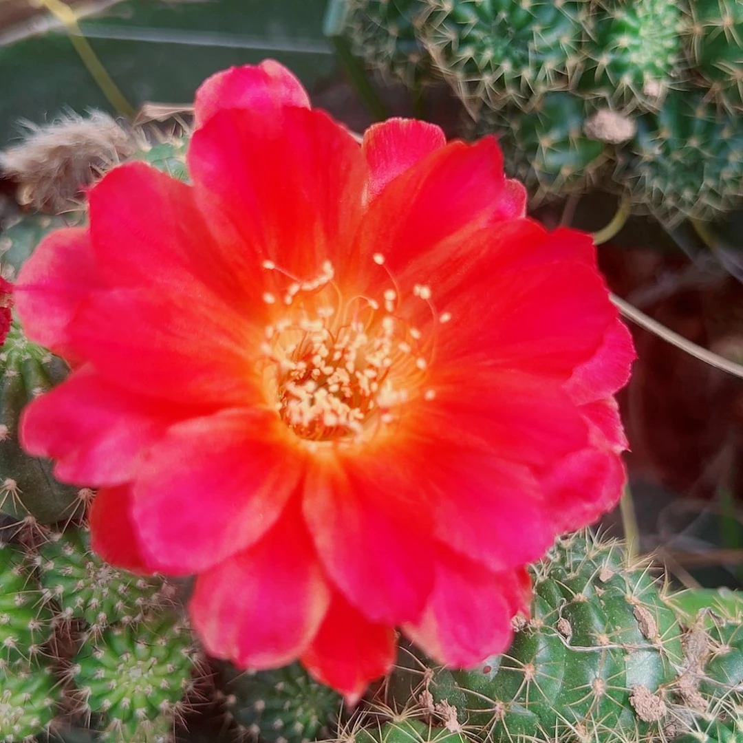 丽花灵犀侧芽 20 包邮