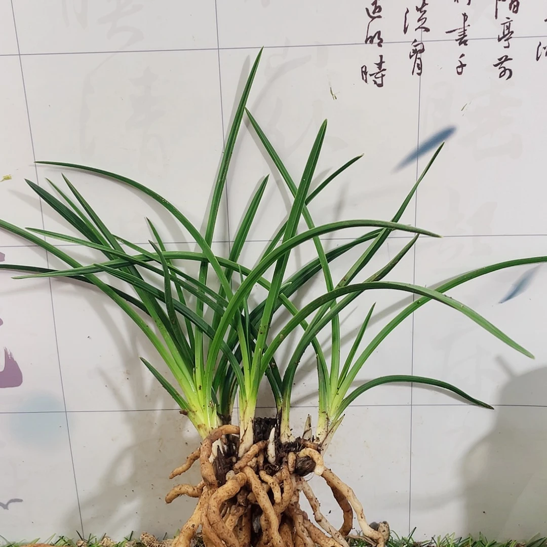 艾***坊完全开放兰花兰花
