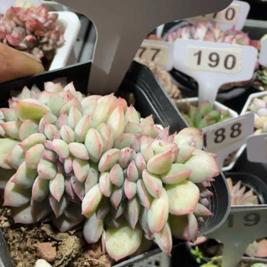 192荷花缀一物一拍多肉