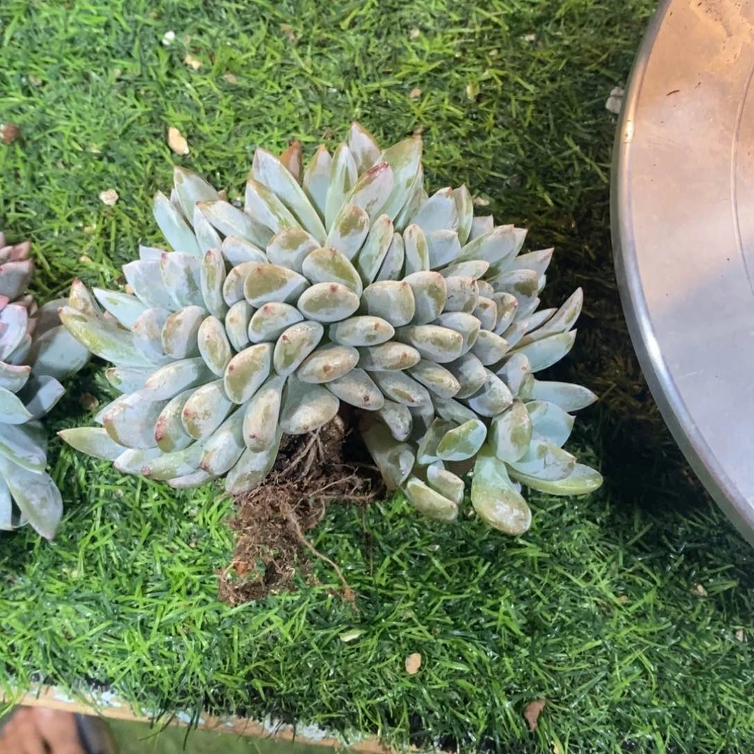 托***见星影缀化树缀化树