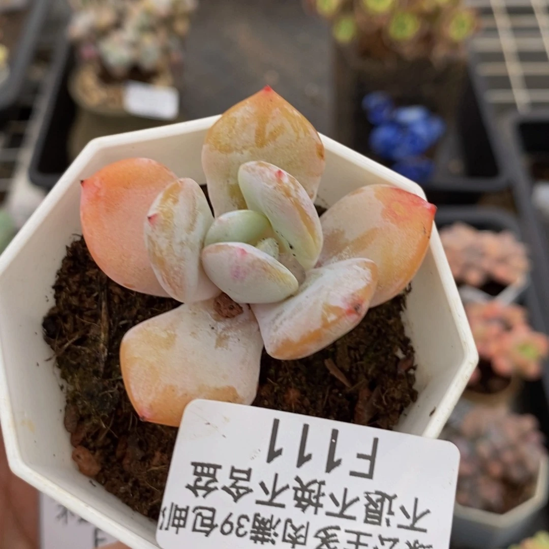 111奶茶多肉肉3cm
