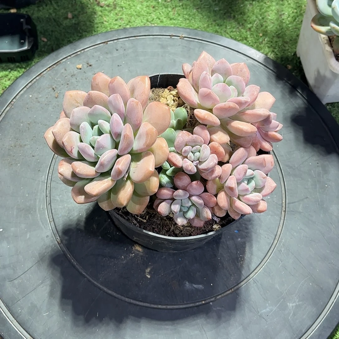 钱***哆圆叶奥普多肉植物保护005