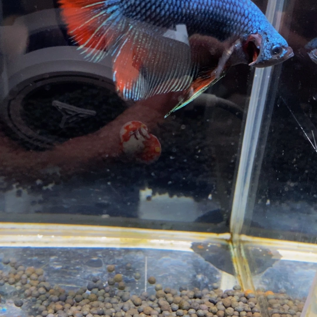 斗鱼380巨斗111111