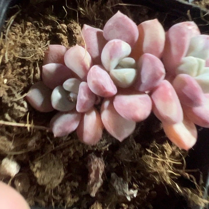 花斑鹿精品多肉植物