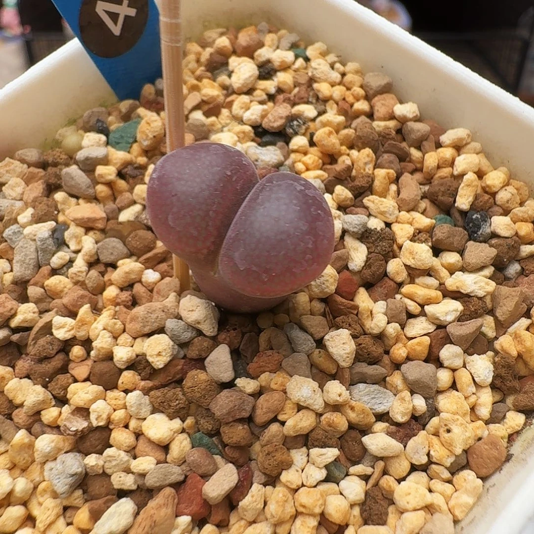 多肉植物福利风铃4