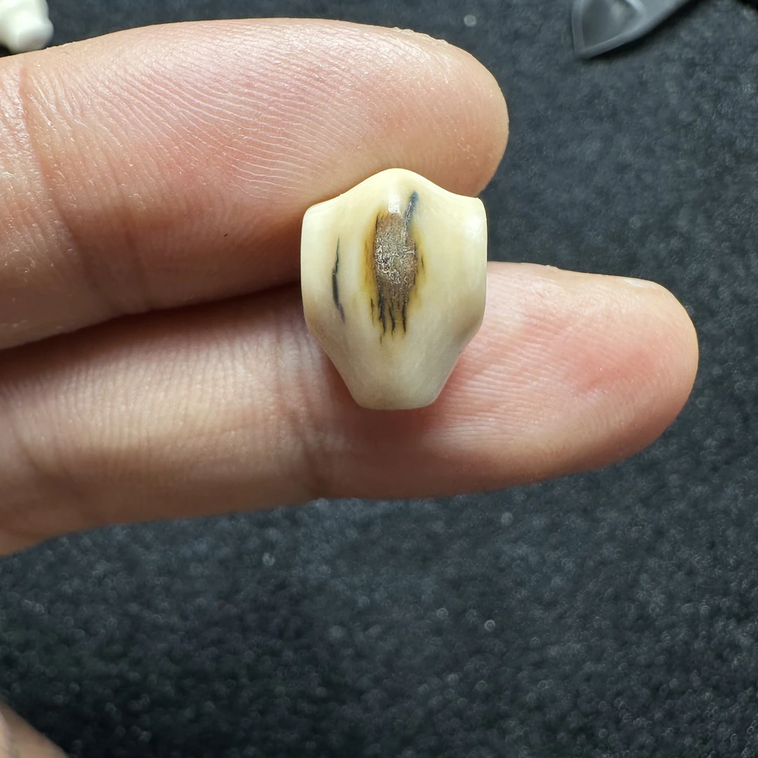 F202猛犸象牙对孔10mm冰料果冻鲨鱼背三通
