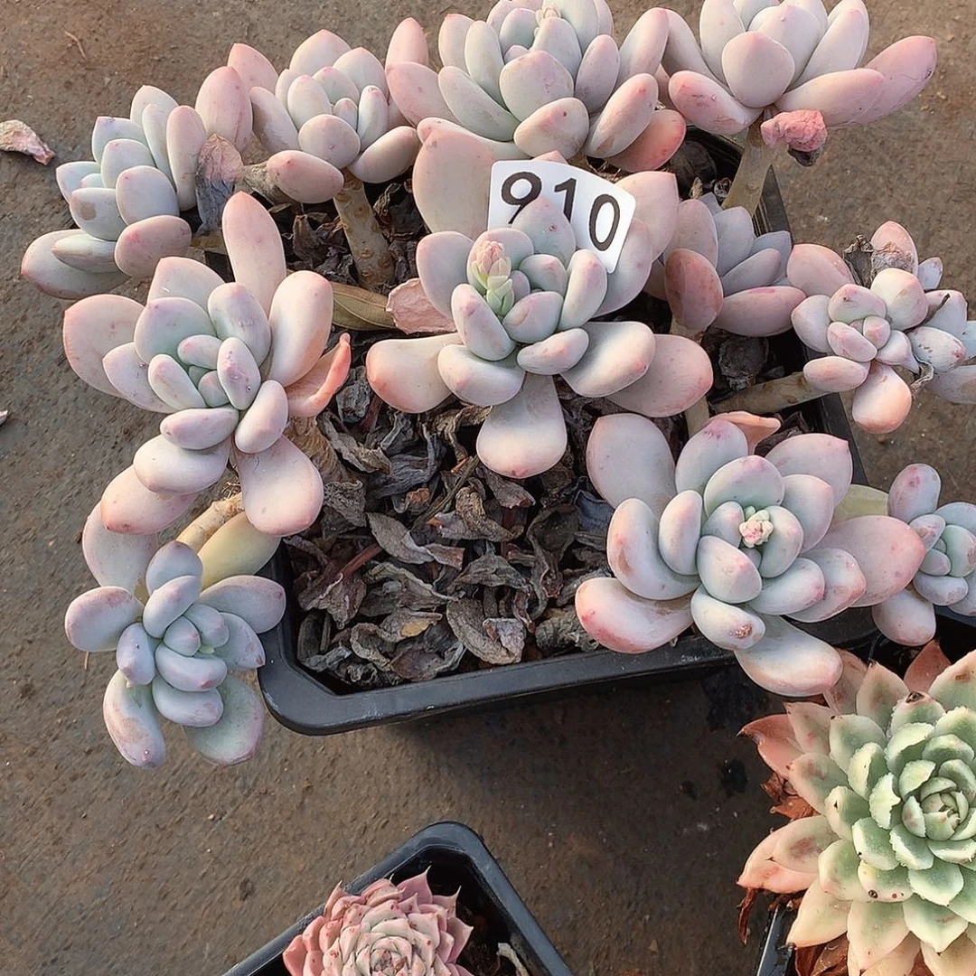 910 一物一拍多肉