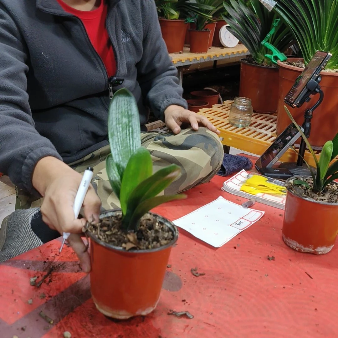 李***卫当前无花栽培后可以开花