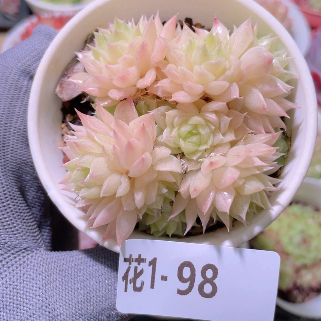 花利美 1-98麦秆群