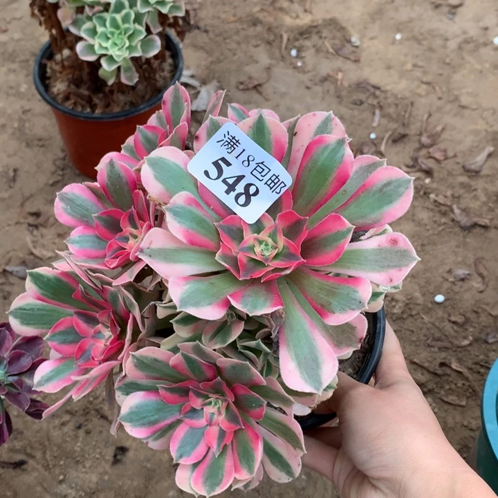 548粉女巫不太圆1