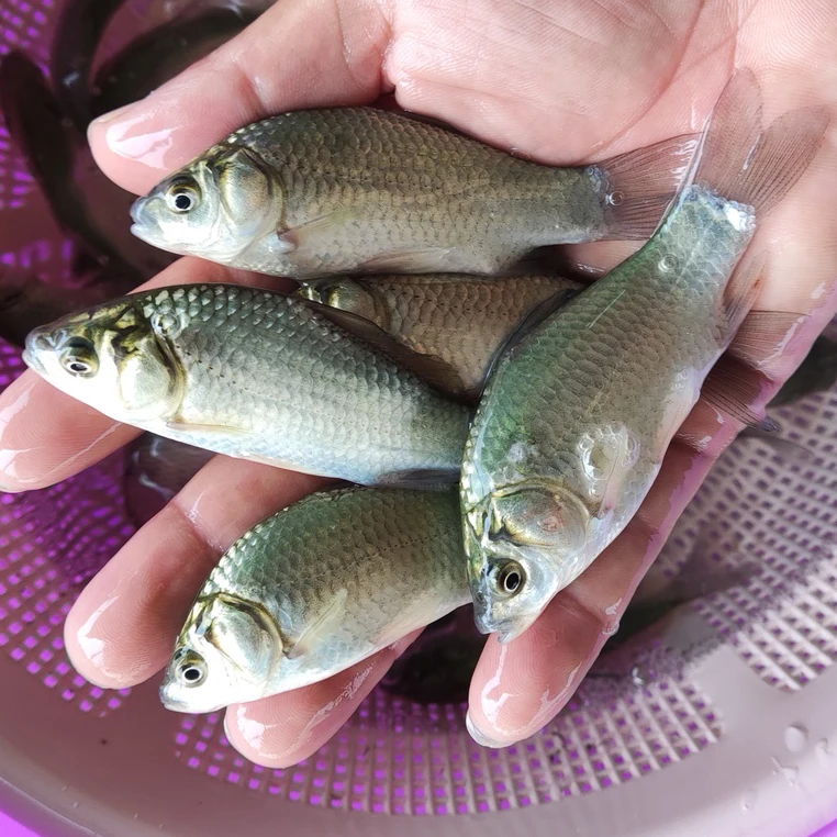 禾花鲤鱼活鱼乌鲤鱼稻花鱼淡水食用观赏鱼易活好养水族养殖鱼